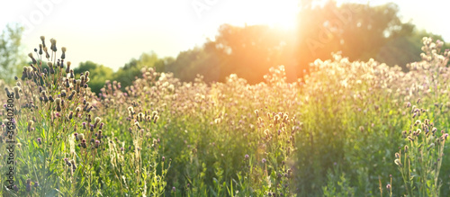 field grass in sunlight, nature summer background. rustic landscape. sunny wild meadow
