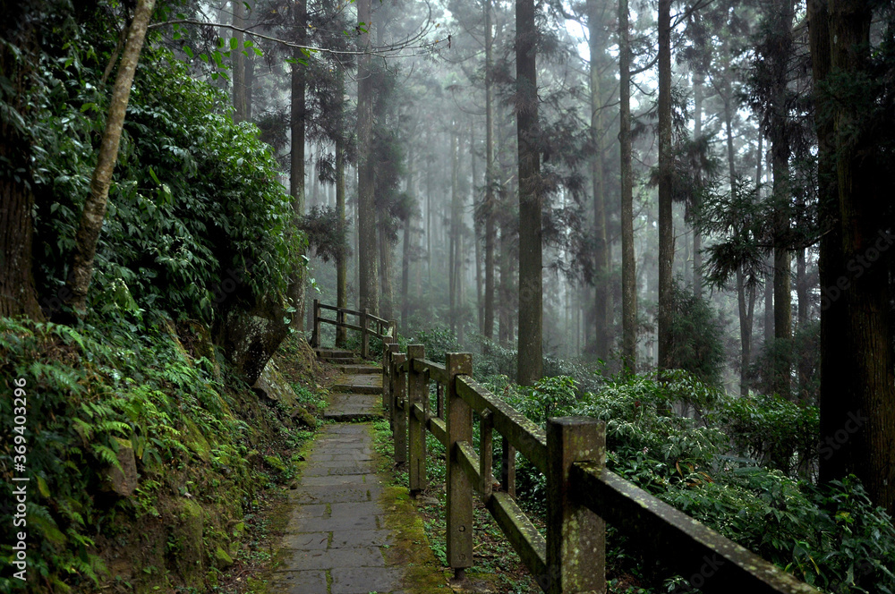 Old wooden boardwalk path along dark foggy forest of tall pine trees in mysterious mist, Fenqihu hiking trails, Alishan, Taiwan