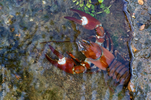 Pacifastacus leniusculus. Signal or Pacific crab. Órbigo River, León, Spain. photo