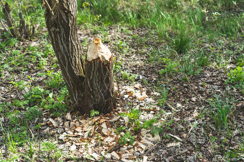 tree gnawed by beaver, destruction of trees by beavers