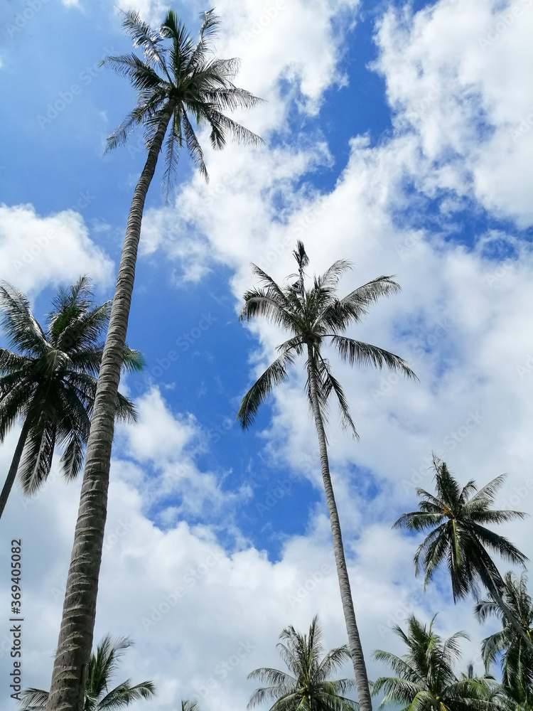 Coconut Palm tree with cloudy blue sky, beautiful tropical background.