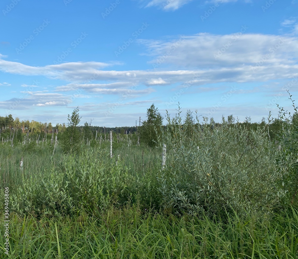 widok na bagno z połamanymi brzozami w okolicach Włodawy widok na bagno z połamanymi brzozami w okolicach Włodawy