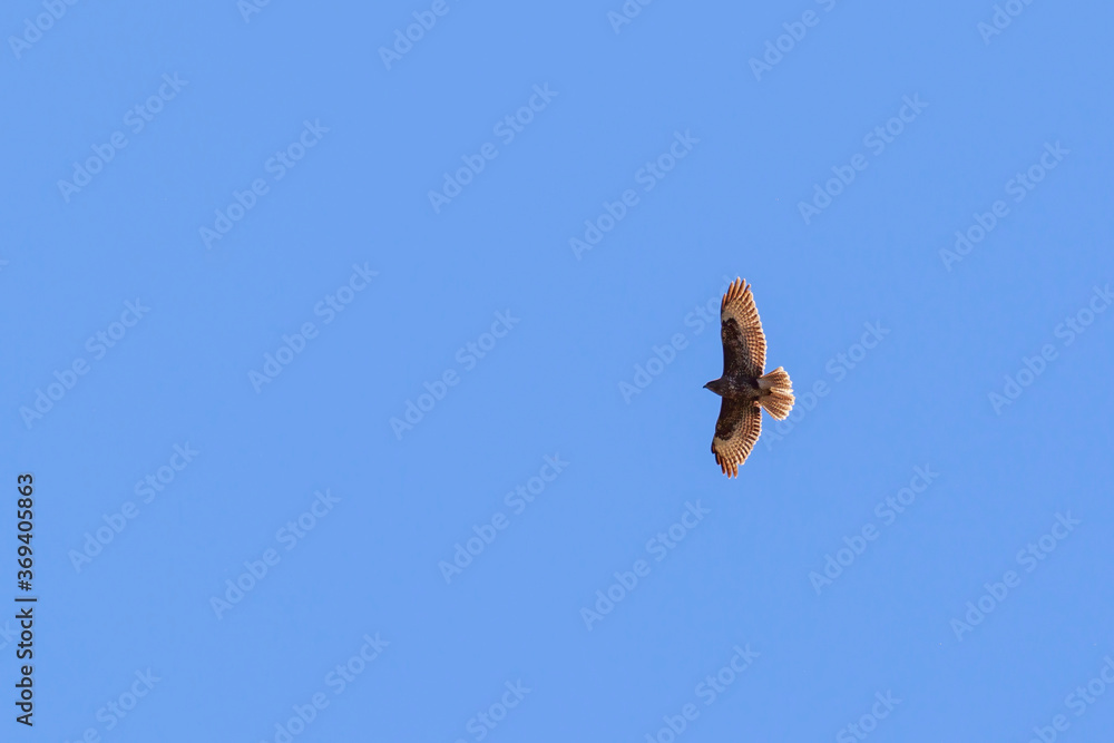 Obraz premium Common Buzzard at a clear blue summer sky