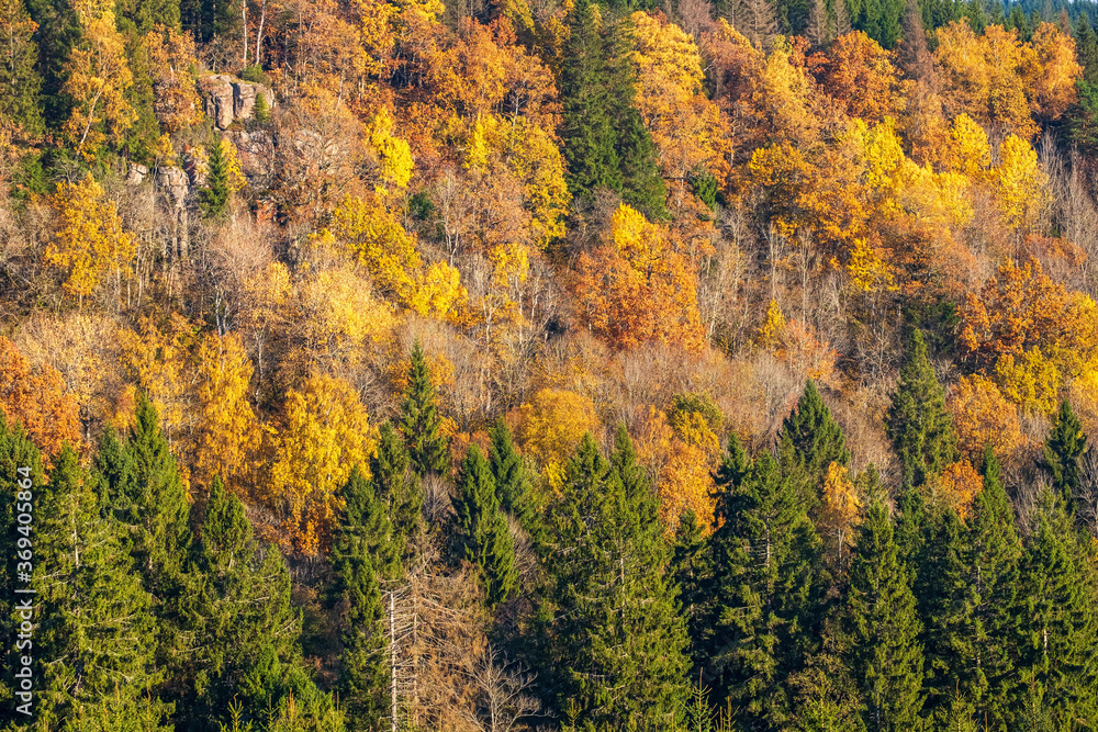 Beautiful autumn colors in the forest on a mountainside