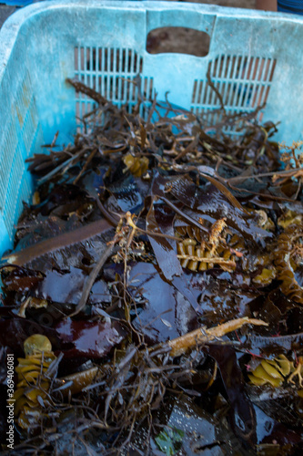 Japanese sea creatures in buckets and baskets just recently caught. There are many wonderful things to see in Japan around the ocean side. photo