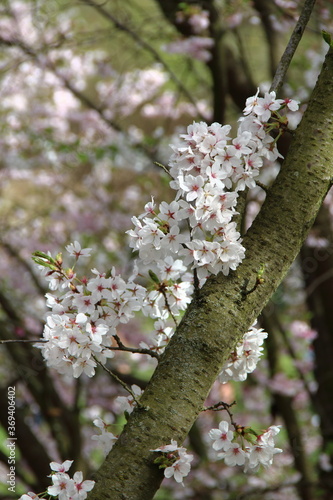 Cherry Blossom