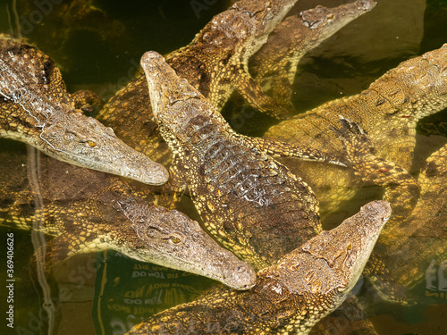 alligators in the water