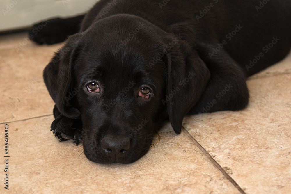 portrait of black labrador puppy close-up.
Black labrador puppy lies on floor portrait of black labrador puppy close-up.
Black labrador puppy lies on floor