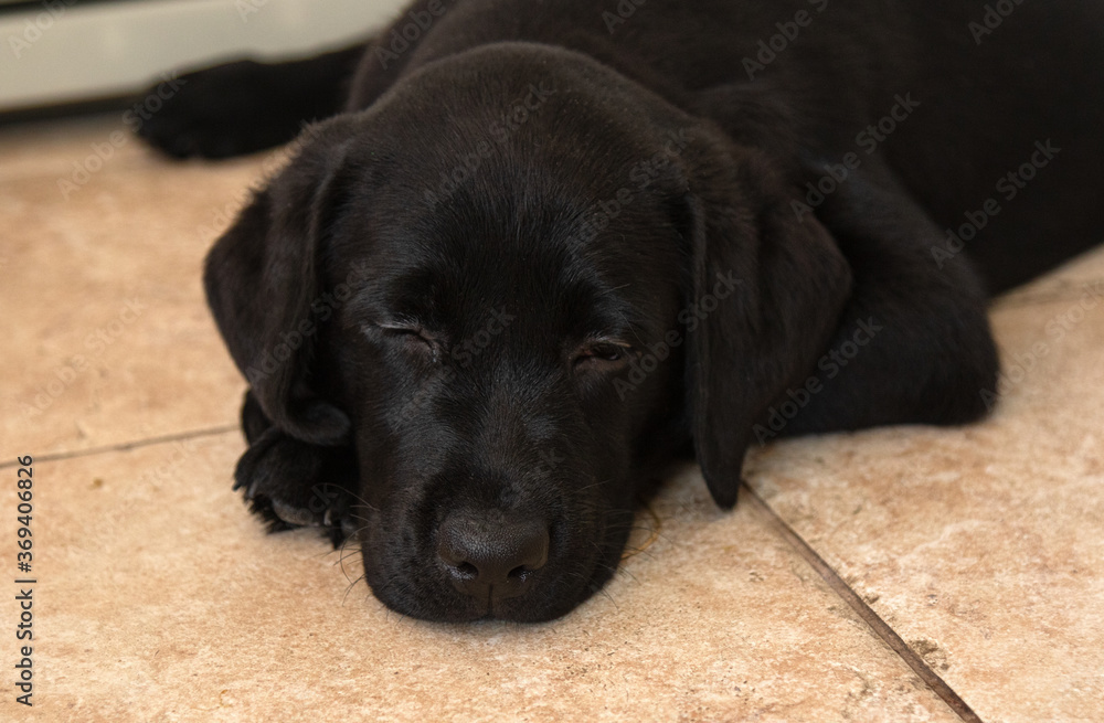 portrait of black labrador puppy close-up.
Black labrador puppy lies on floor portrait of black labrador puppy close-up.
Black labrador puppy lies on floor