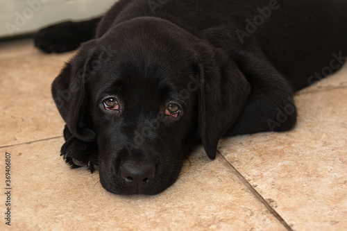 portrait of black labrador puppy close-up. Black labrador puppy lies on floor 