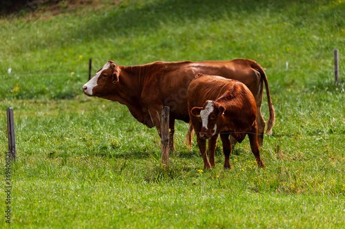 cow mother with calf