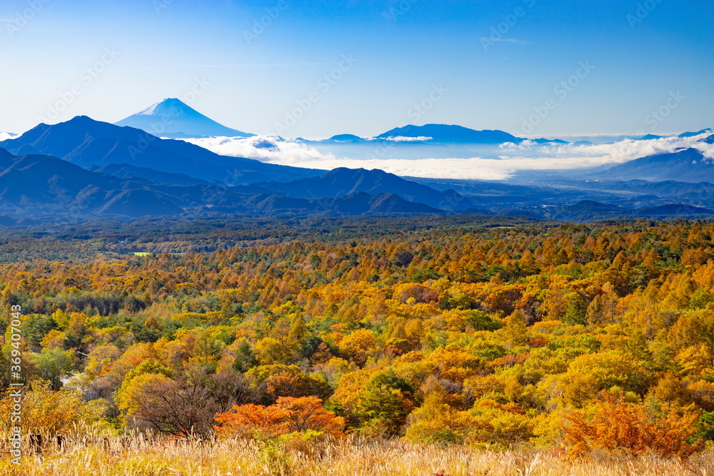 富士山とカラマツの紅葉、山梨県北杜市清里高原美し森にて