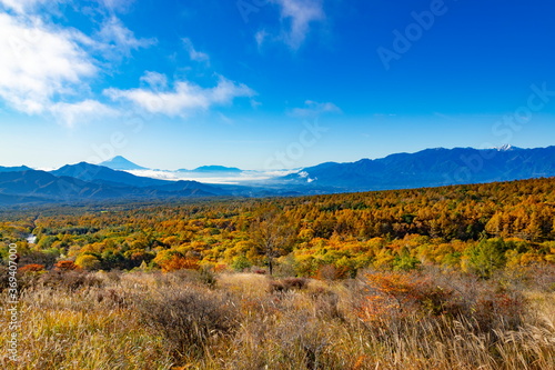 富士山とカラマツの紅葉、山梨県北杜市清里高原美し森にて