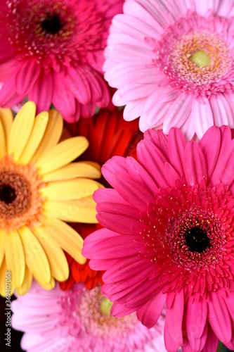 Floral background, bright pink and yellow daisies, vertical closeup