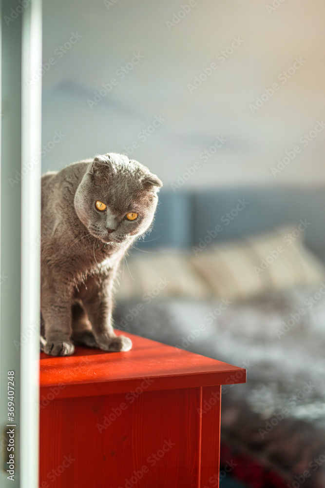 A beautiful grey British cat sits on a red dresser, behind a blurry modern interior