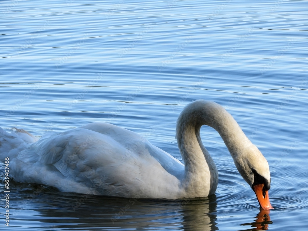 Obraz premium swans on the lake. loyalty to the swan. photo of swans close up