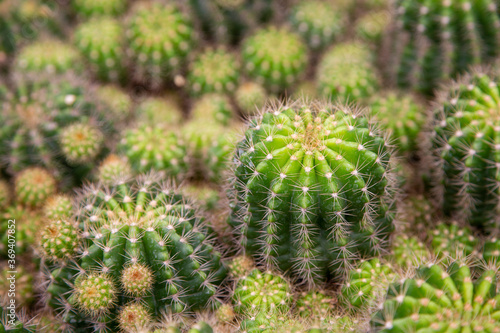 Close up of green tropical cactus