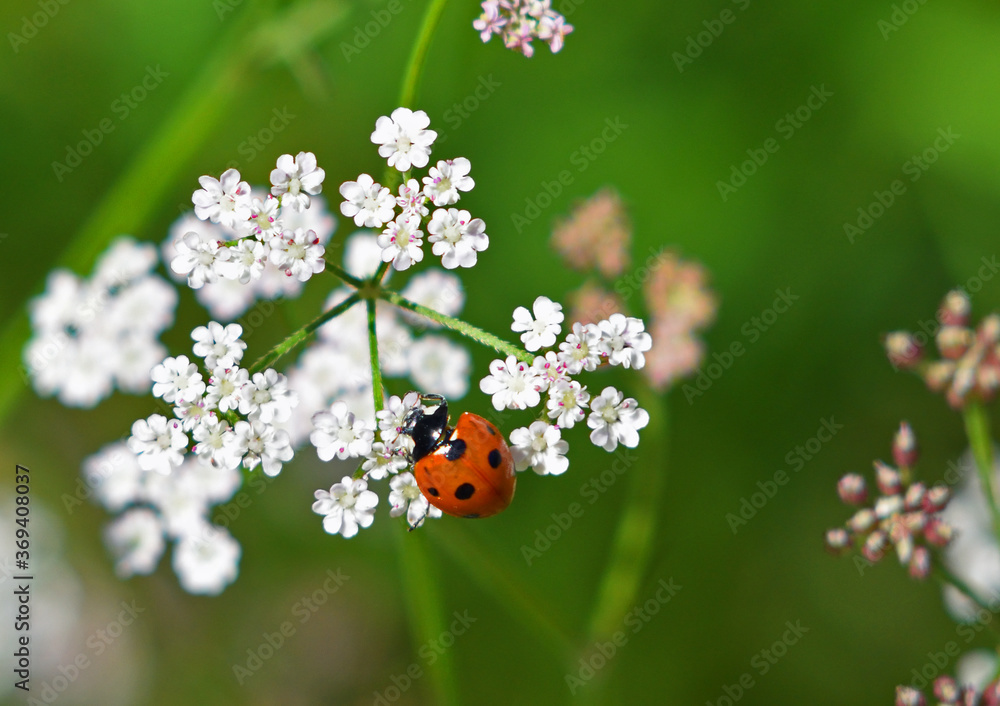 Seven - Spot Ladybird on Cow Parsley Flower. Seven - Spot Ladybird on Cow Parsley Flower.