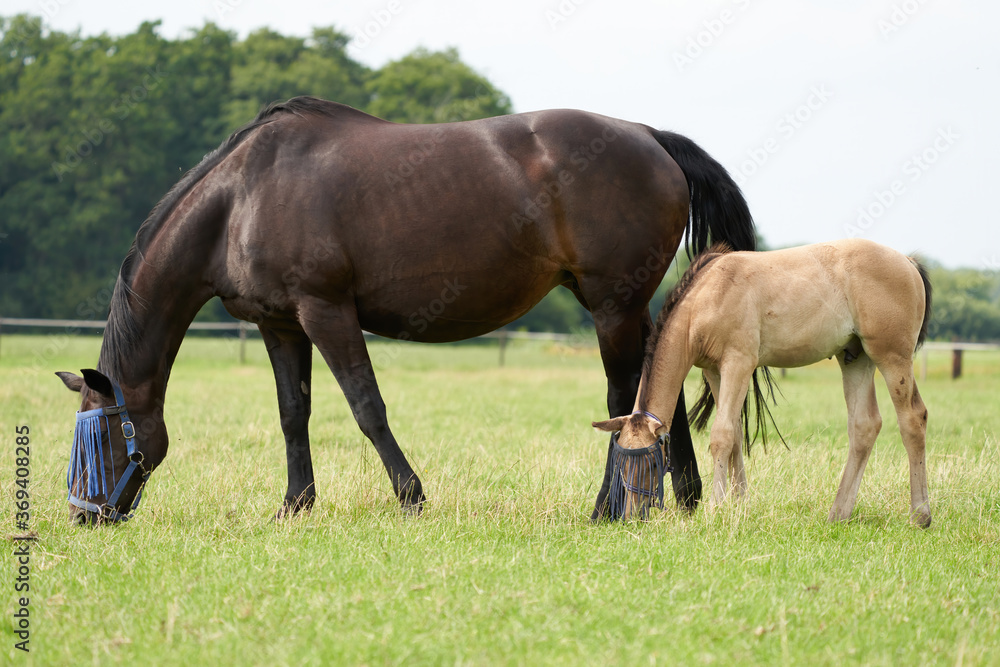 A valk color foal and a brown mare in the field, wearing a fly mask, pasture, horse