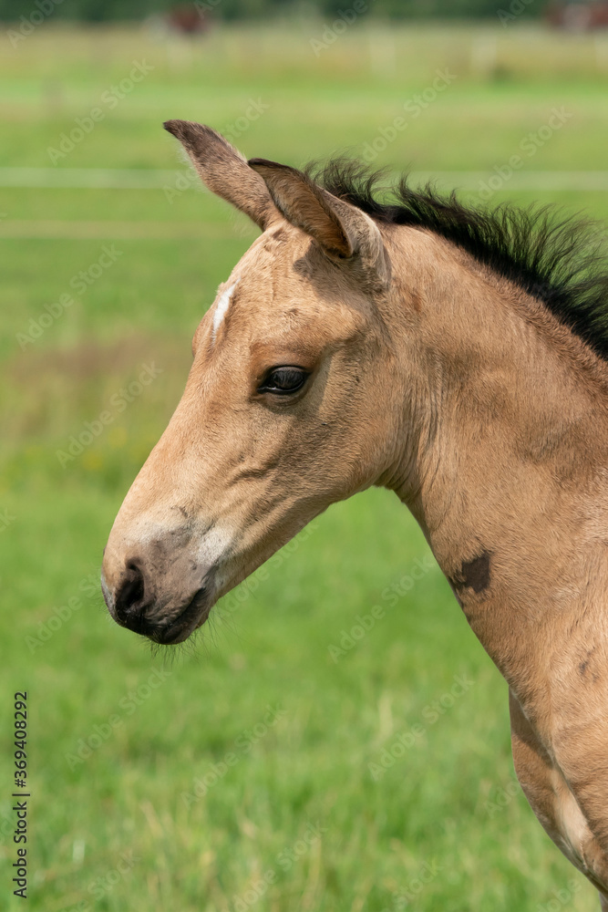 Obraz premium Attentive falcon color foal with head and mane in close-up