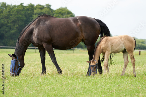 A valk color foal and a brown mare in the field  wearing a fly mask  pasture  horse