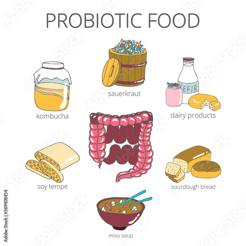 Vector set of hand drawn probiotic food. In the middle is the intestines, in a circle drawn Kombucha, sauerkraut, bread, miso soup, yogurt, soy Tempe.