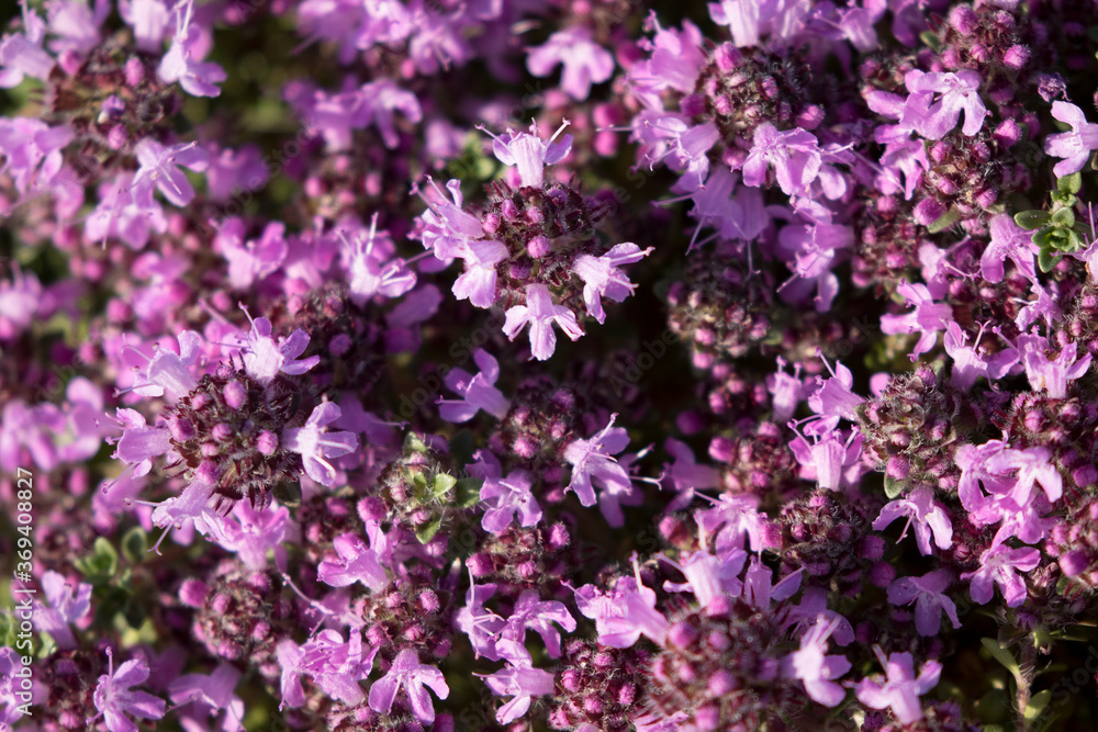 Breckland thyme, Breckland wild thyme, wild thyme, creeping thyme, elfin thyme, Thymus serpyllum Breckland thyme, Breckland wild thyme, wild thyme, creeping thyme, elfin thyme, Thymus serpyllum
