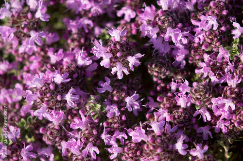 Wallpaper Mural Breckland thyme, Breckland wild thyme, wild thyme, creeping thyme, elfin thyme, Thymus serpyllum Torontodigital.ca
