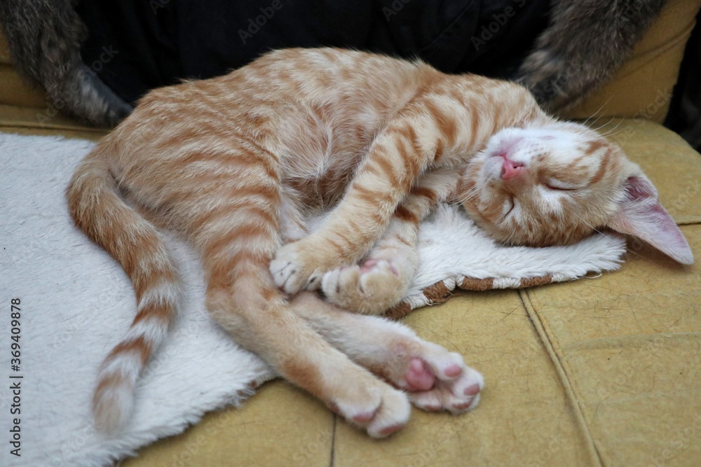 Gattino che dorme in poltrona
