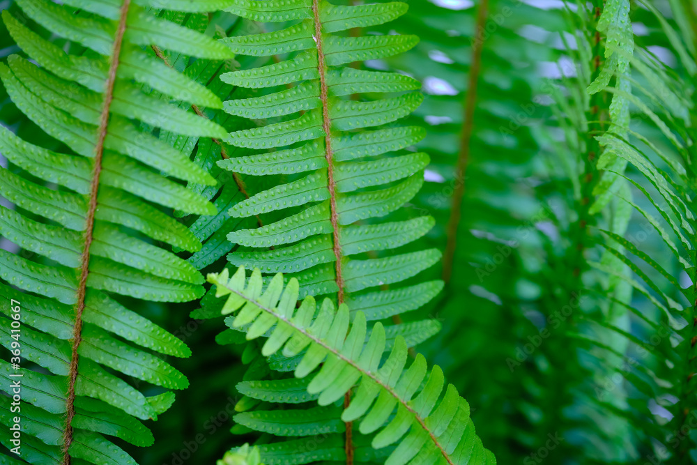 Particolare di pianta di felce Particolare di pianta di felce