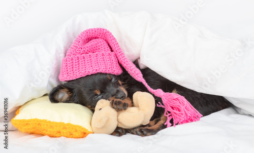 Toy terrier puppy wearing warm hat sleeps under a warm blanket on a bed at home and hugs favorite toy bear