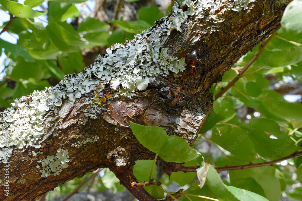 Obraz premium Primer plano de una rama de un árbol de albaricoque con resina y líquenes con fondo natural de hojas verdes.