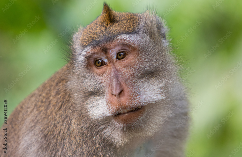 Affe Monkey Forest Ubud Bali Affe Monkey Forest Ubud Bali