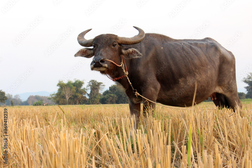 Thai buffalo,buffaloes have been used since centuries by peasants in order to plough their rice fields. This photo took after harvested in The North of Thailand.