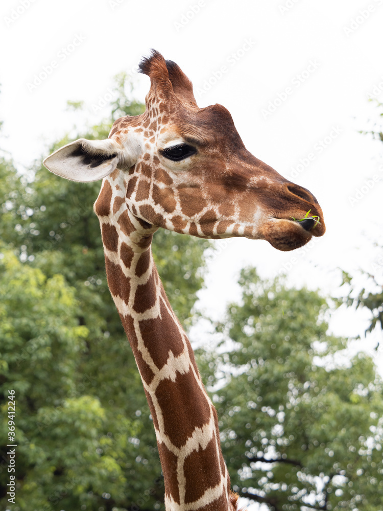 キリン キリン