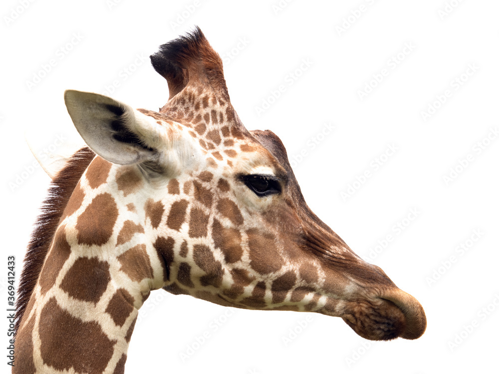 Obraz premium キリン