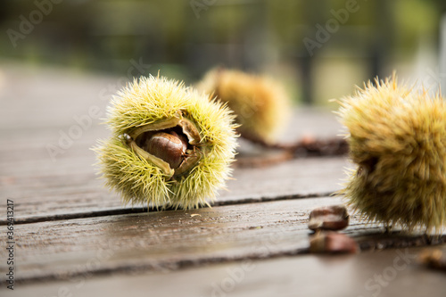 Maronen Eßkastanien in grüner Stachel Schale bei Sammeln Ernte draußen im Herbst photo