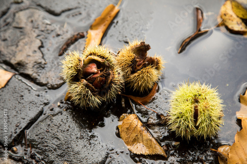 Maronen Eßkastanien mit  grüner Stachel Schale und braunes Laub auf regen nasse Straße in Pfütze im Herbst
 photo