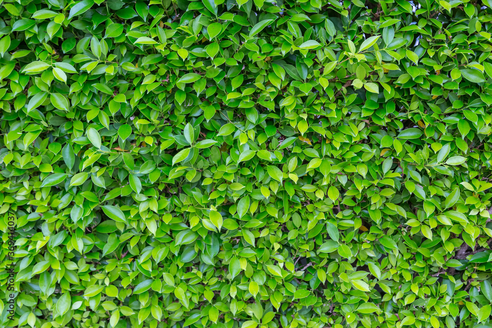 Green Leaves nature background Green Leaves nature background
