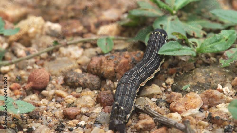 Weird caterpillar with tail spike eating leafs on the soil Weird caterpillar with tail spike eating leafs on the soil