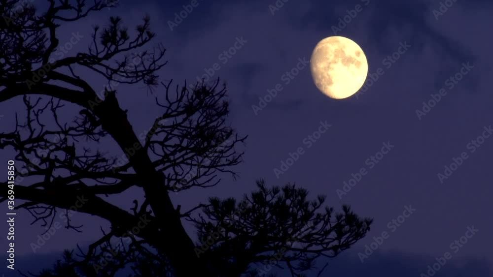 Beautiful evening landscape with moon and pine tree Beautiful evening landscape with moon and pine tree