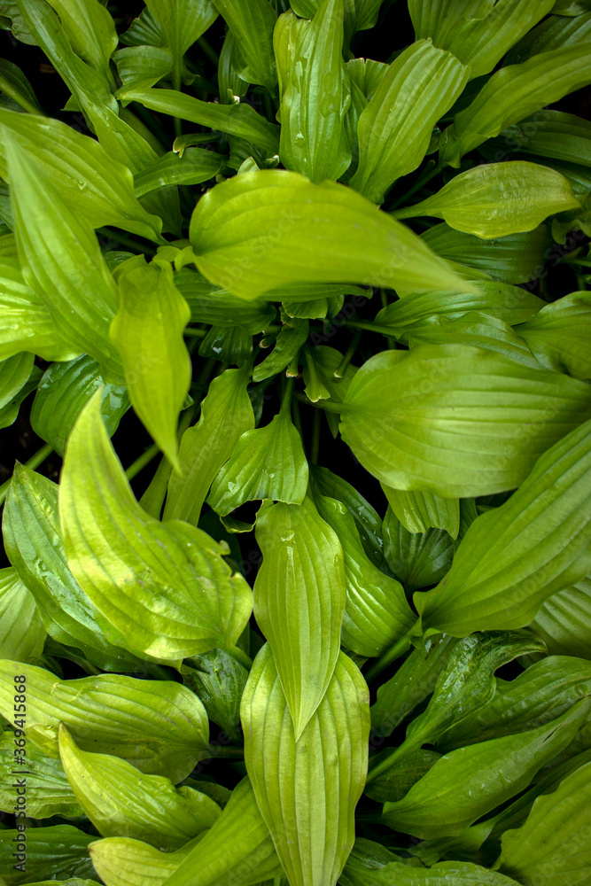 Obraz premium Green oblong leaves. wall background with warm shade.