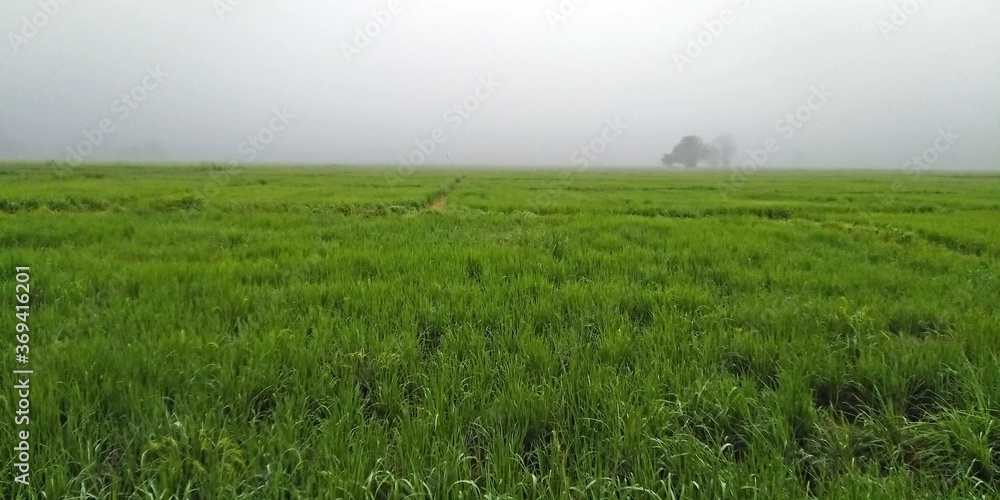 Rice field in winter season, Thailand.