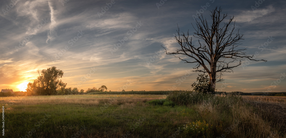alter baum im Sonnenuntergang auf einem Feld alter baum im Sonnenuntergang auf einem Feld