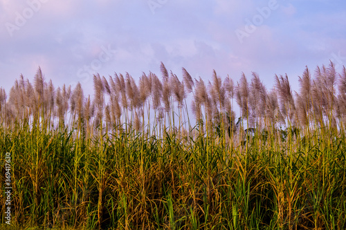 Sugarcane field with white flowers and green colored grass against the white sky