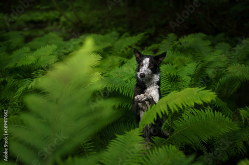 freckled dog in the fern. black and white border collie in the forest. Tropics wood. pet in nature. 