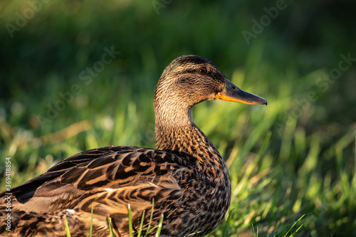 Nice young duck sweeming on lake water blue nature birds summer