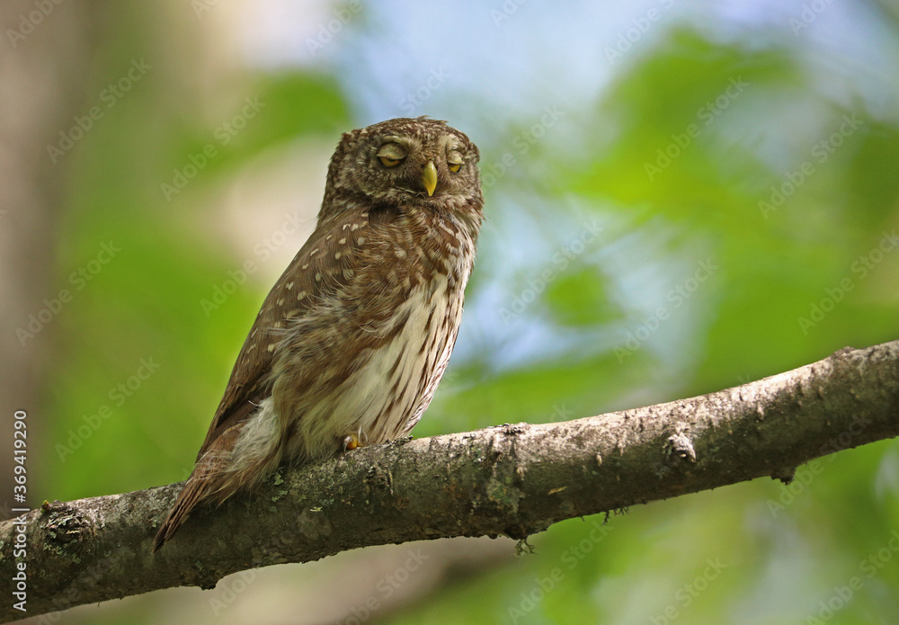 Pigmy owl on the branch Pigmy owl on the branch