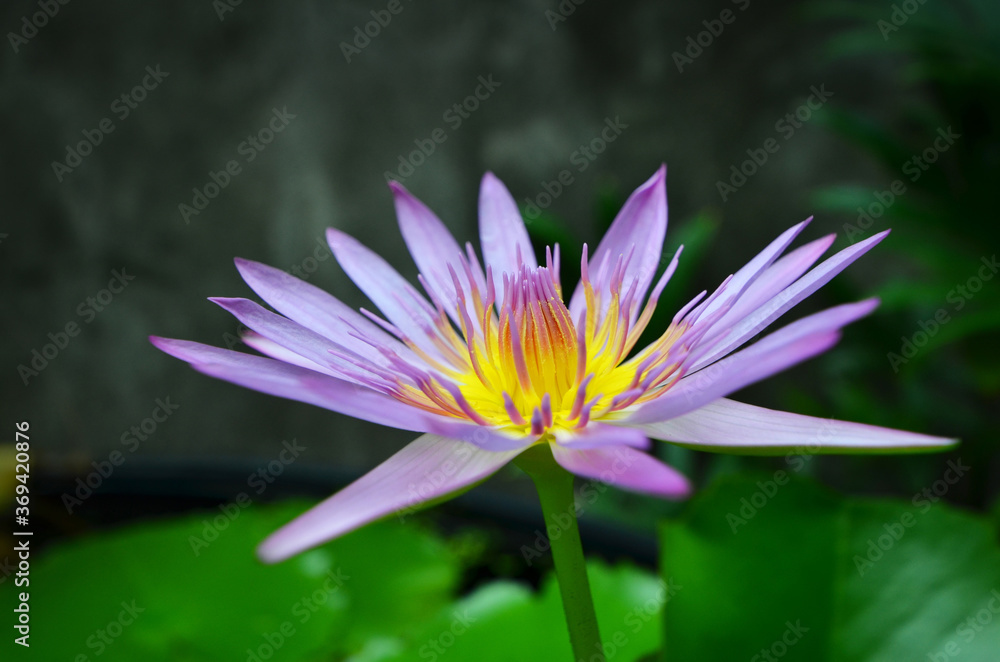 Beautiful petals and yellow pollens of water lily flowers on green and black background1 Beautiful petals and yellow pollens of water lily flowers on green and black background1