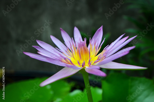 Beautiful petals and yellow pollens of water lily flowers on green and black background1